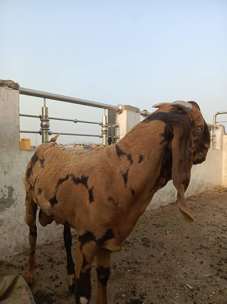 Bakra dasi Bakra Rajan puri Bakra dasi Bakra for sell 0