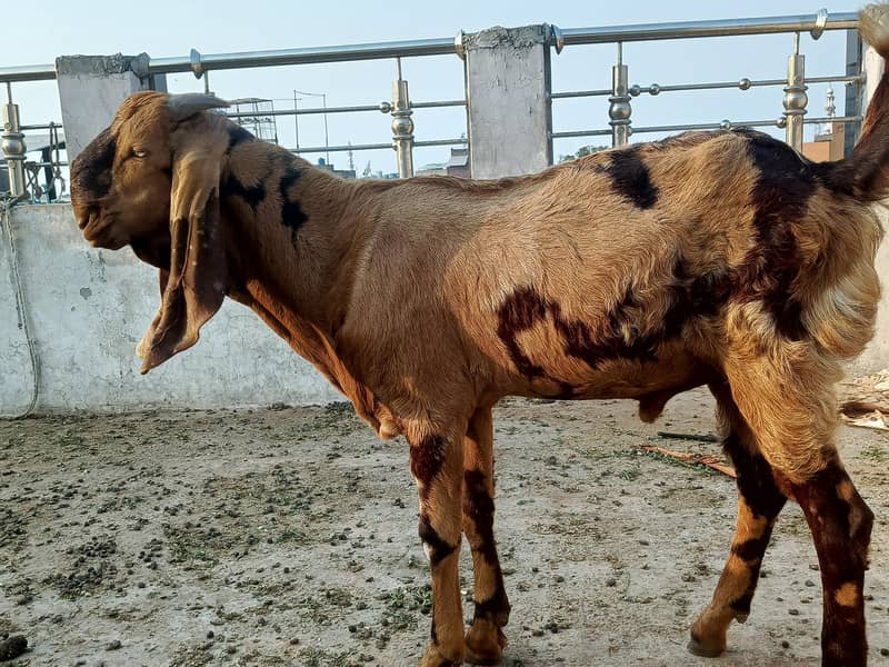 Bakra dasi Bakra Rajan puri Bakra dasi Bakra for sell 1