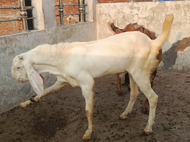 Bakra dasi Bakra Rajan puri Bakra dasi Bakra for sell 2