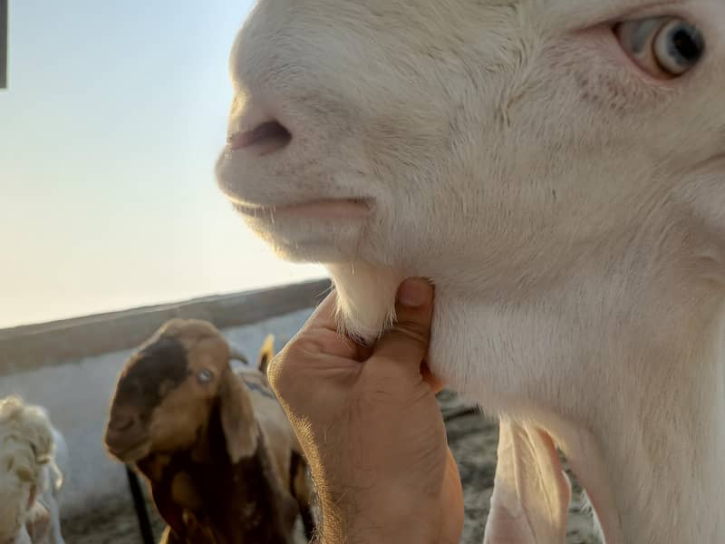 Bakra dasi Bakra Rajan puri Bakra dasi Bakra for sell 3