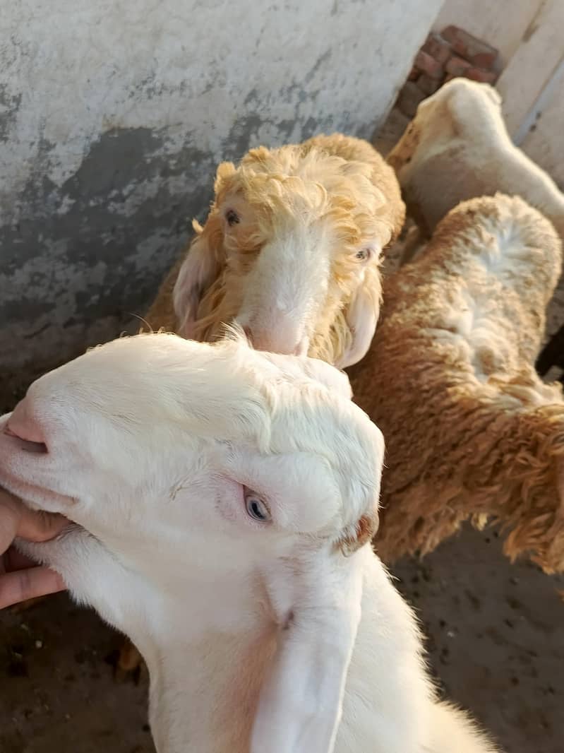 Bakra dasi Bakra Rajan puri Bakra dasi Bakra for sell 4