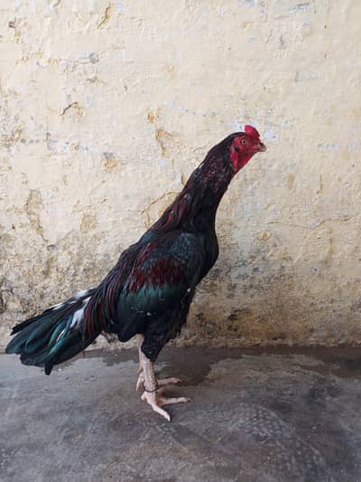 Aseel lakha murga for sale urgent loc WAH CANTT 03125641760
