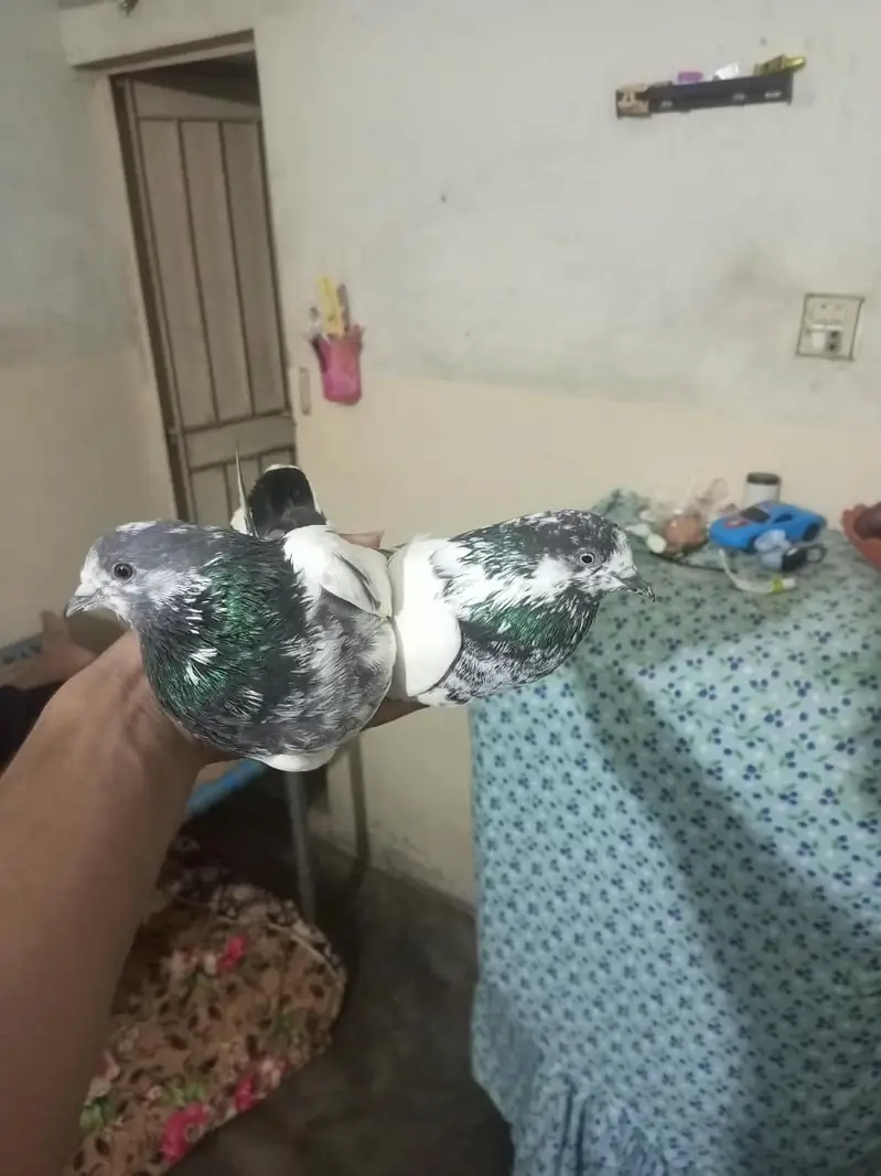 mare pas ye pair h panjab say aya tha abhi sele rha hu jis ko sujh ho — photo 4