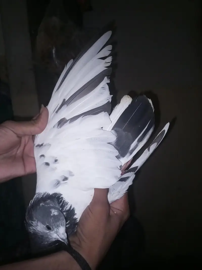 mare pas ye pair h panjab say aya tha abhi sele rha hu jis ko sujh ho — photo 6
