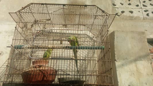 pinjery k sath 20,000