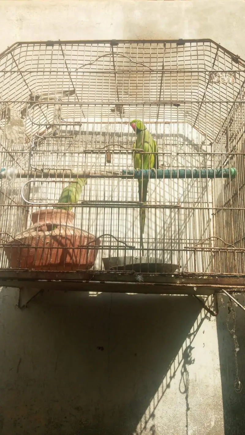 pinjery k sath 20,000 — photo 2
