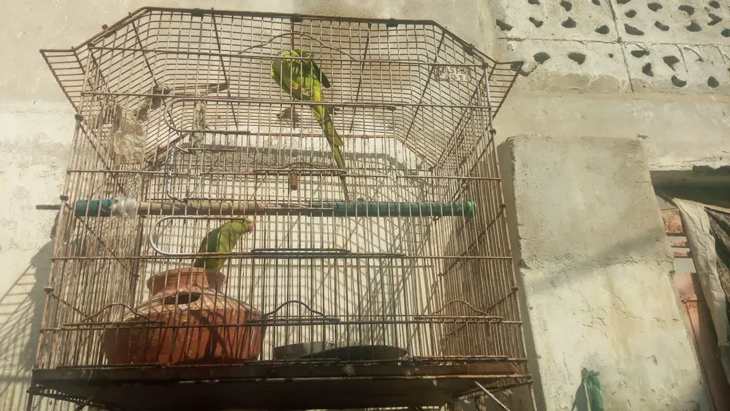 pinjery k sath 20,000 — photo 3