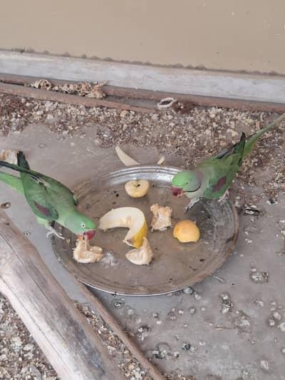 raw parrot pair vip. lagawa.