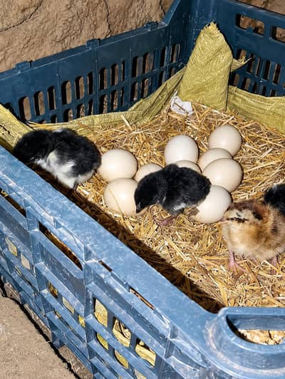 lasani chicks avalible