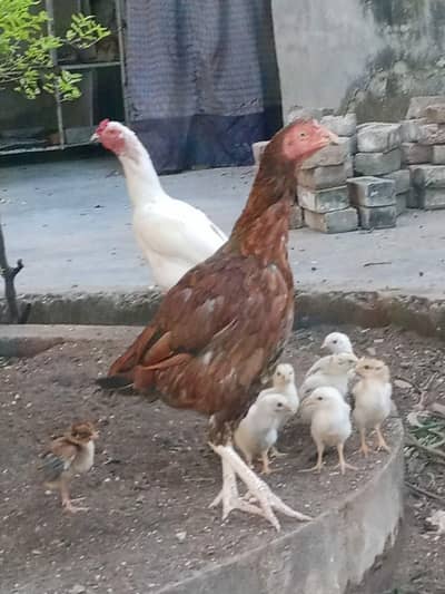 Pure Aseel Lakhi murghi hen with 7 quality aseel chicks