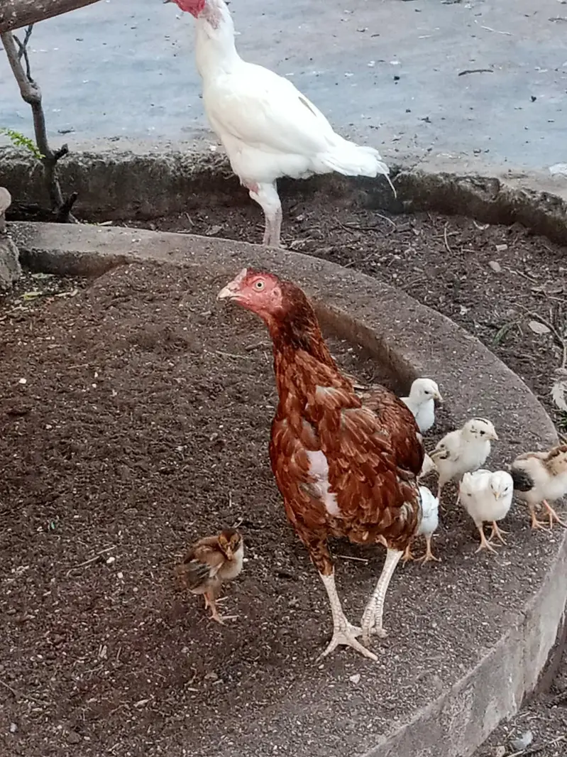Pure Aseel Lakhi murghi hen with 7 quality aseel chicks — photo 2