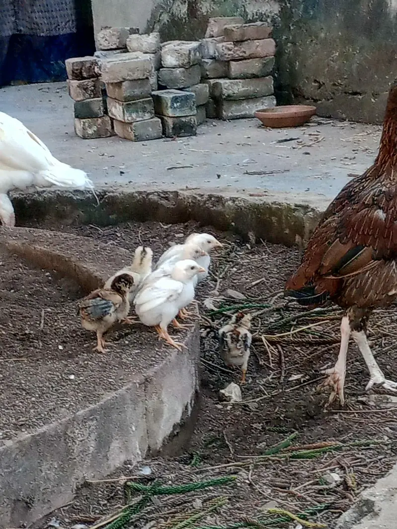 Pure Aseel Lakhi murghi hen with 7 quality aseel chicks — photo 3