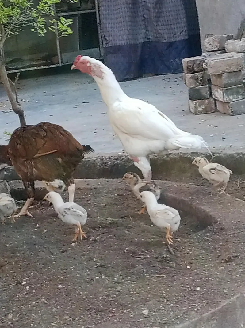 Pure Aseel Lakhi murghi hen with 7 quality aseel chicks — photo 4