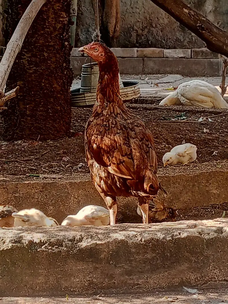 Pure Aseel Lakhi murghi hen with 7 quality aseel chicks — photo 5