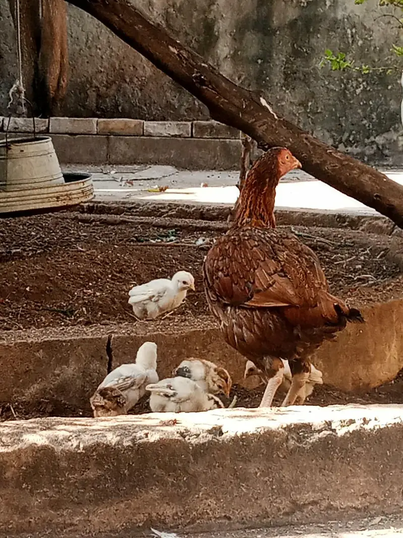 Pure Aseel Lakhi murghi hen with 7 quality aseel chicks — photo 6
