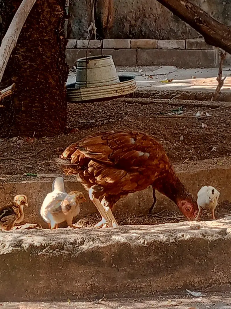 Pure Aseel Lakhi murghi hen with 7 quality aseel chicks — photo 7
