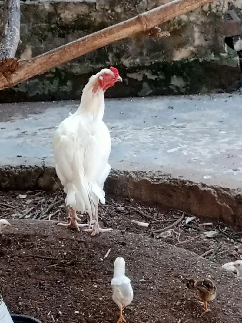 Pure Aseel Lakhi murghi hen with 7 quality aseel chicks — photo 8
