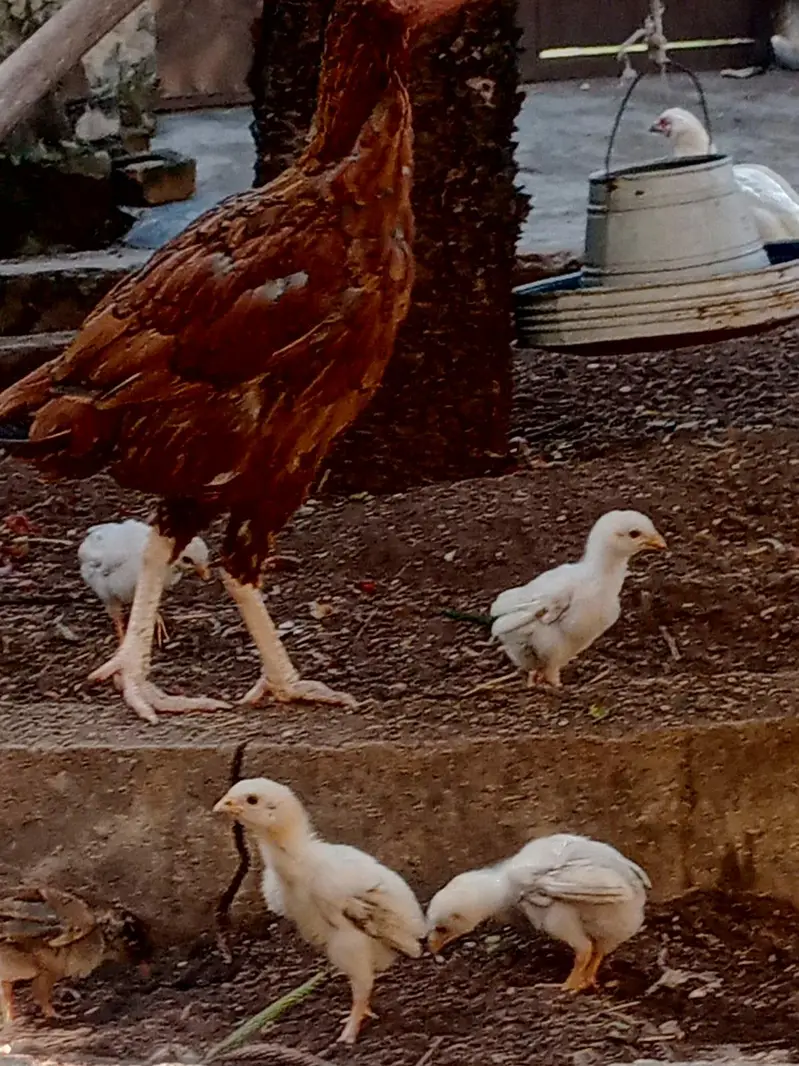 Pure Aseel Lakhi murghi hen with 7 quality aseel chicks — photo 9