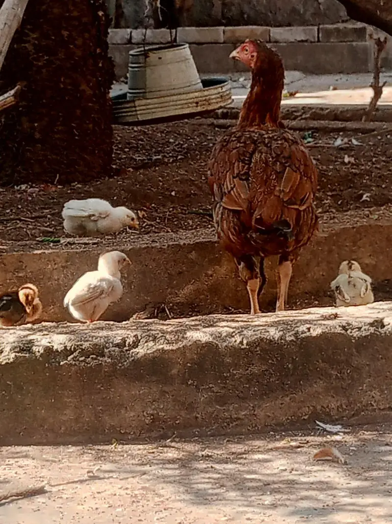 Pure Aseel Lakhi murghi hen with 7 quality aseel chicks — photo 10