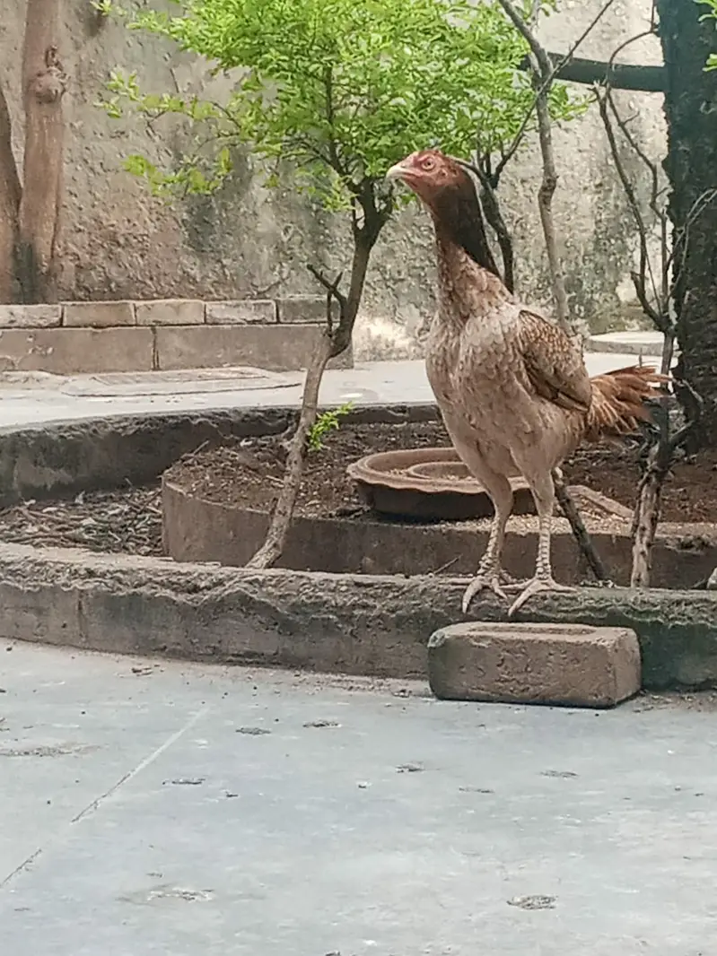Pure Aseel Lakhi murghi hen with 7 quality aseel chicks — photo 11