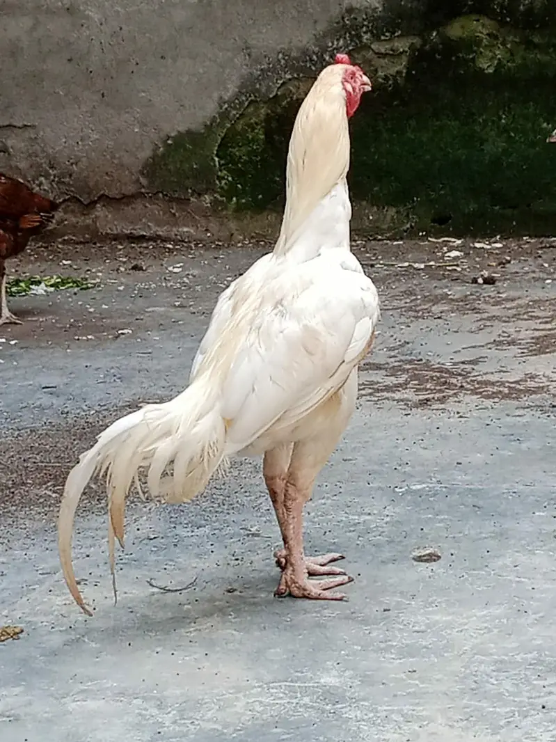 Pure Aseel Lakhi murghi hen with 7 quality aseel chicks — photo 12