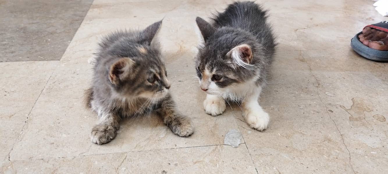 2cats 0