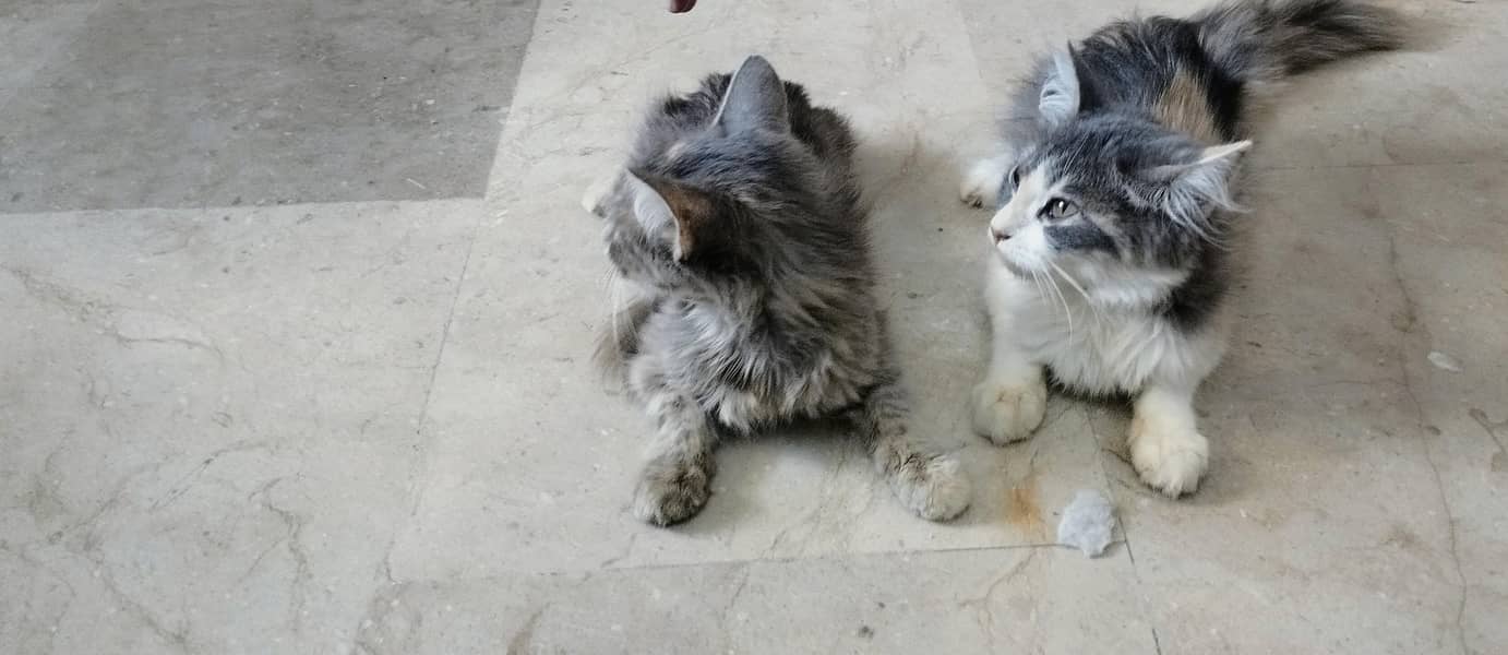 2cats 1
