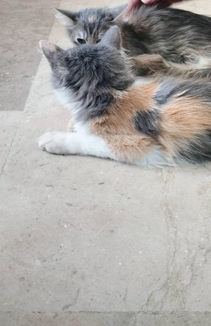 2cats 2