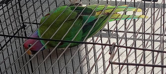URGENT: 1 Confirmed Adult Plum-Headed Male (Wild Male)