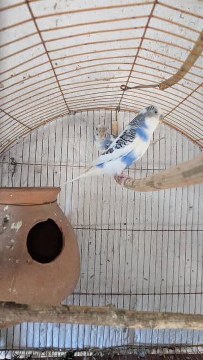 Budgie breeder pair