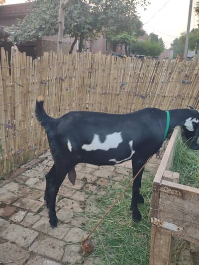 Beetal Bakri Home breed