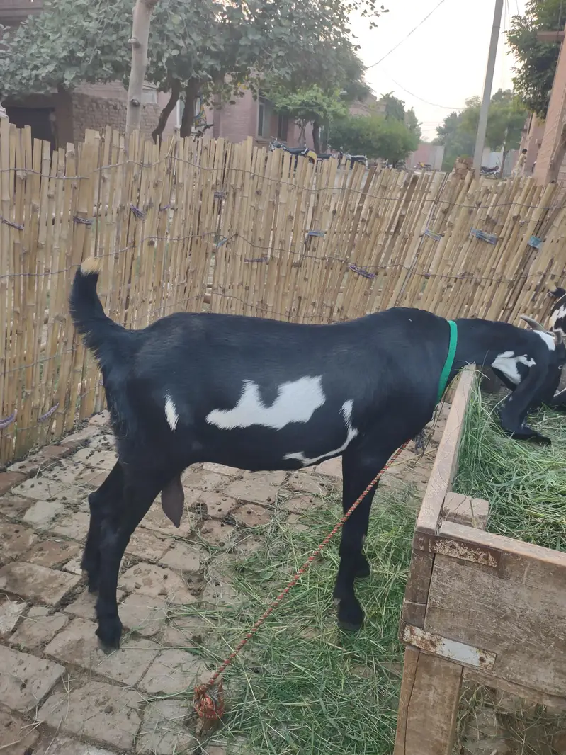 Beetal Bakri Home breed — photo 2