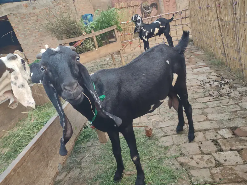 Beetal Bakri Home breed — photo 3