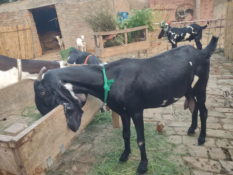 Beetal Bakri Home breed — photo 4