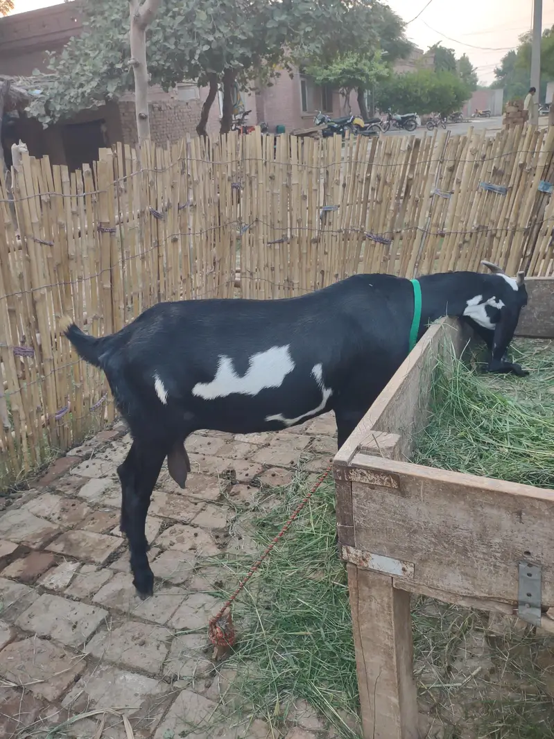 Beetal Bakri Home breed — photo 5