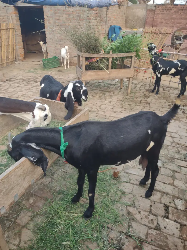 Beetal Bakri Home breed — photo 6