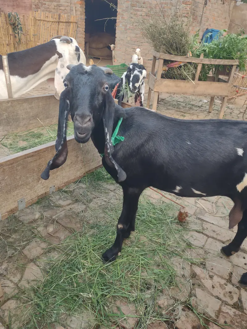 Beetal Bakri Home breed — photo 7