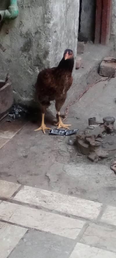 aseel murgi h . . urgent seal