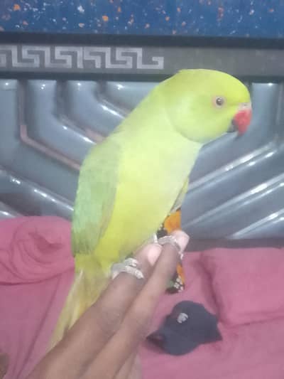 hand tamed hai
