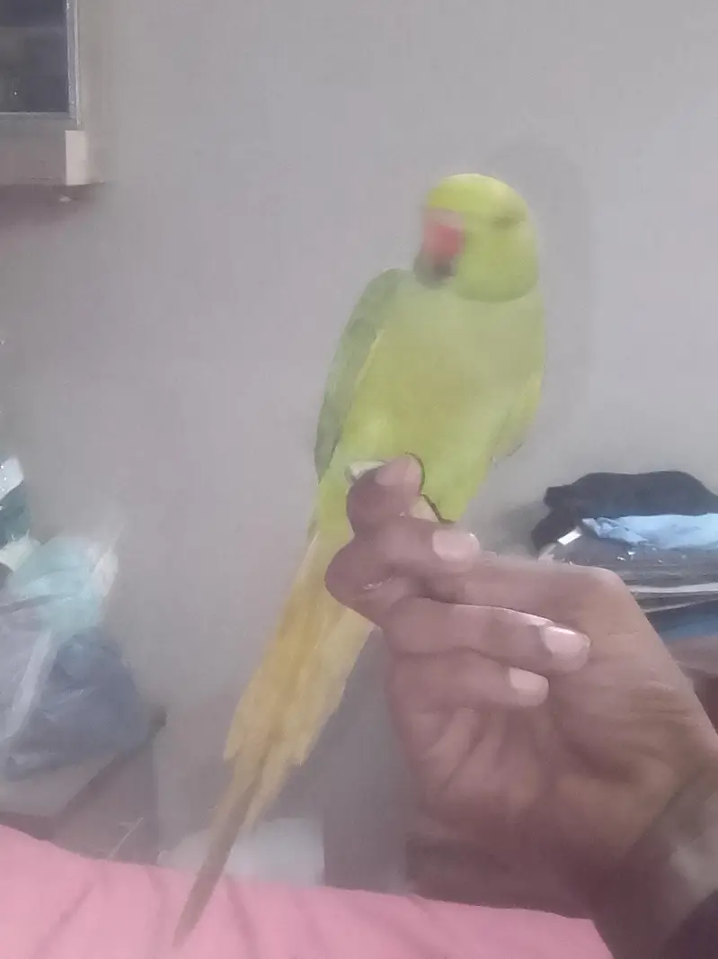 hand tamed hai — photo 2