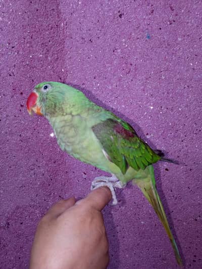 Raw parrot