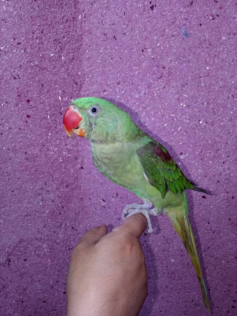 Raw parrot 1