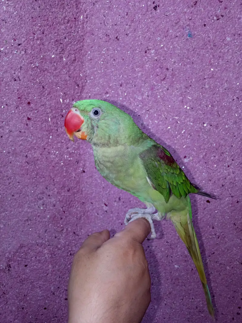 Raw parrot — photo 2