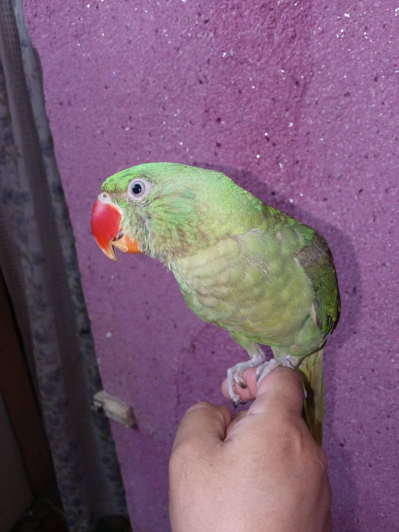 Raw parrot 2