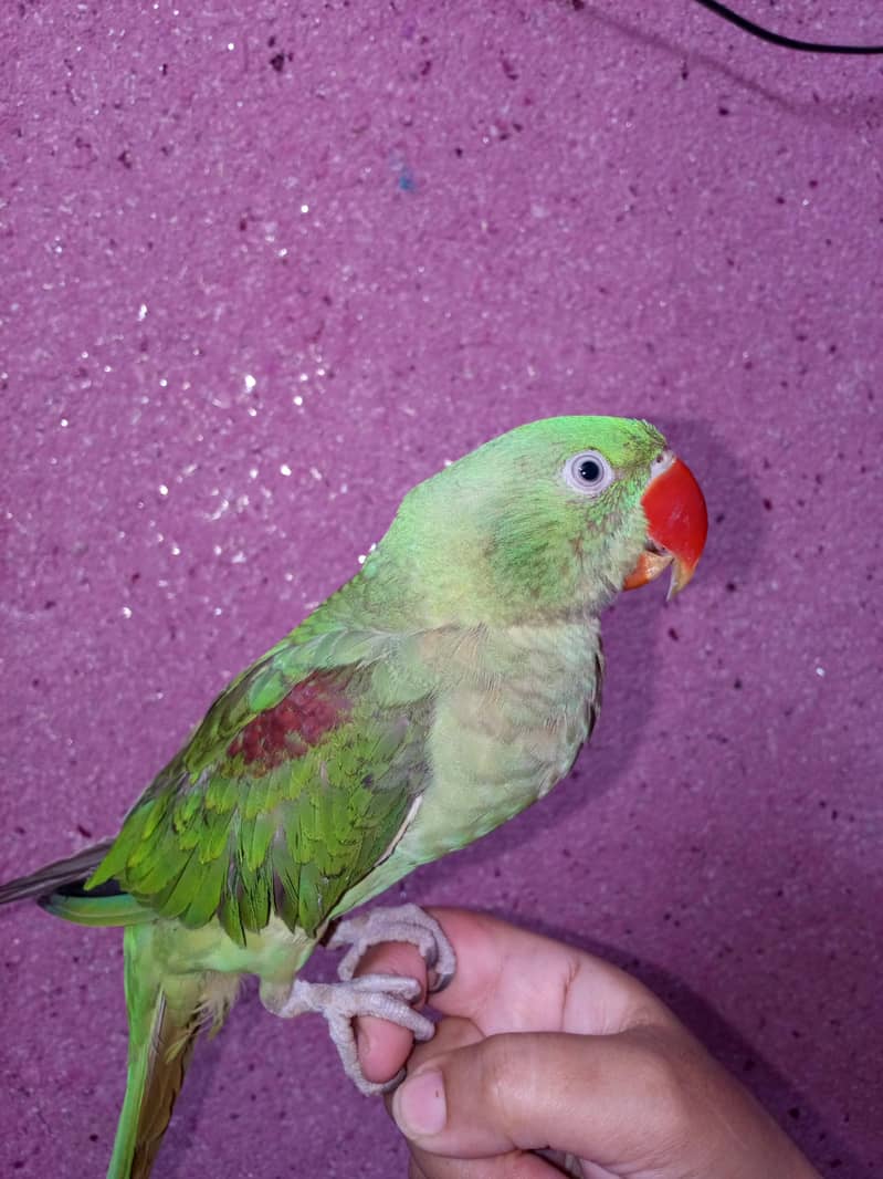 Raw parrot 3