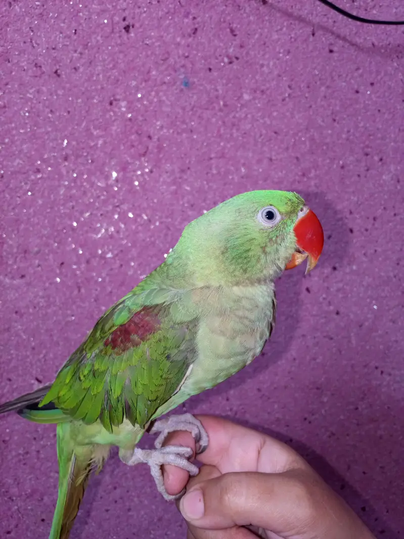 Raw parrot — photo 4
