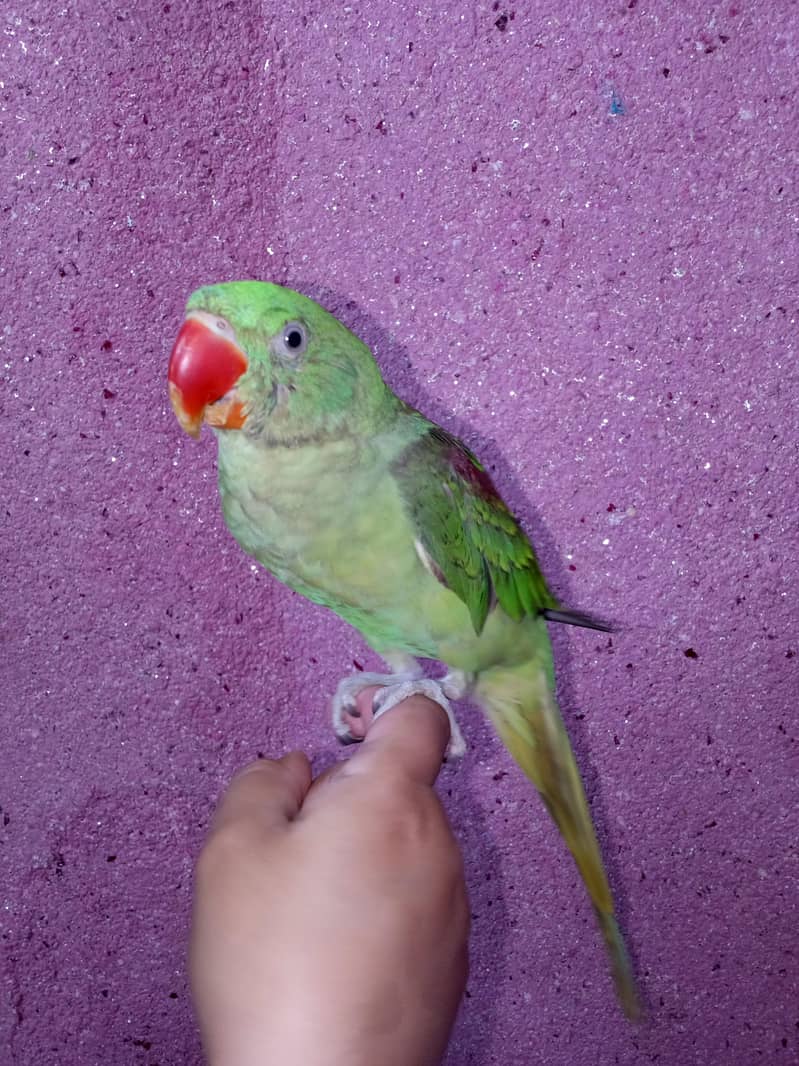 Raw parrot 4
