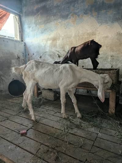 rajunpur bakri