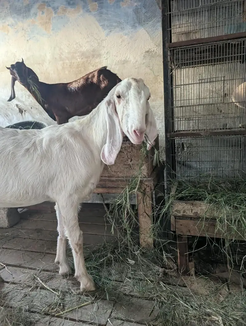 rajunpur bakri — photo 2
