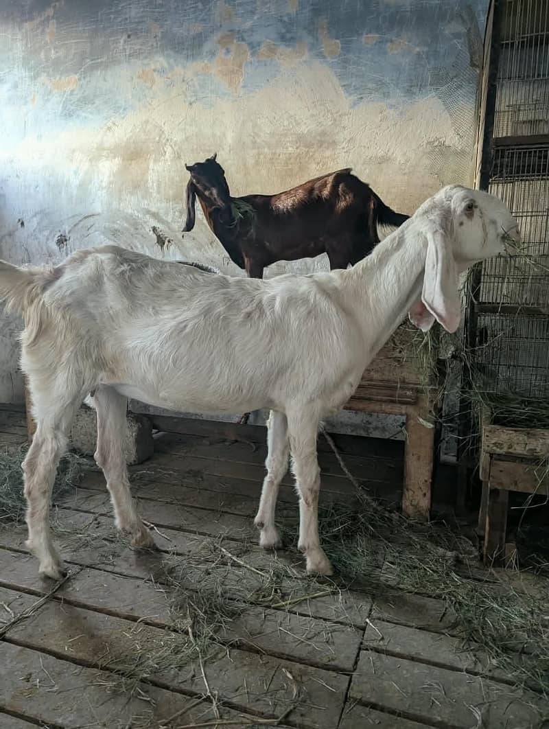 rajunpur bakri 2